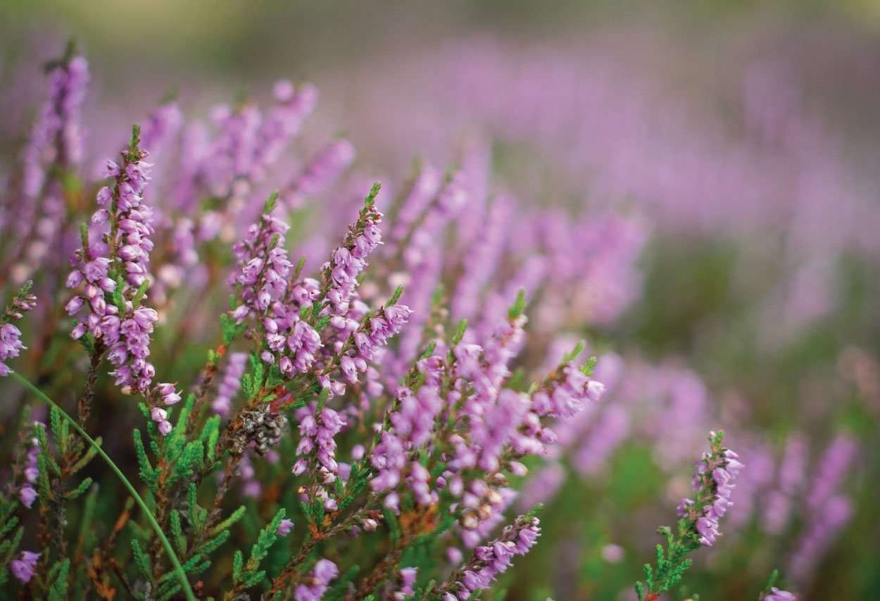 Heather